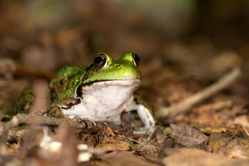 Northern Green Frog