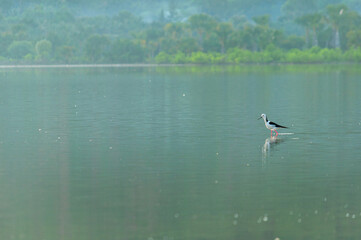 a beautiful lake and bird in Tacitolu Timor Leste