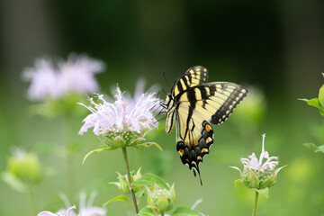Tiger swallowtail butterfly