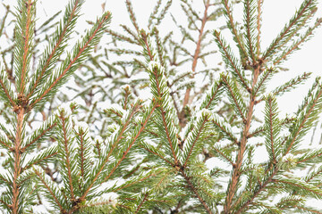 tree in winter, Christmas tree branches in the snow