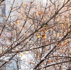 Obraz premium tree in autumn