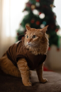 gato con traje de reno en navidad