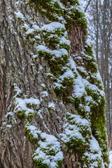 A snowy tree trunk with moss