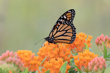 Obraz premium Butterfly