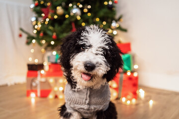 Adorable little dog in warm sweater sitting in cozy room with glowing Christmas tree