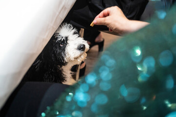 From above of crop anonymous person giving piece of food to focused fluffy dog during festive event