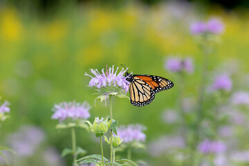 Monarch butterfly