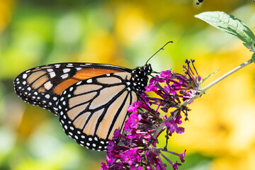 Monarch butterfly