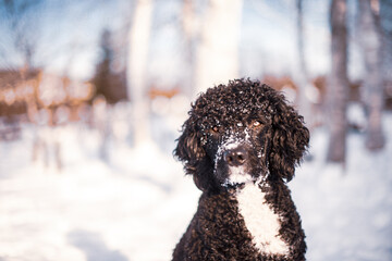 Portuguese Water Dog playing in the snow in winter 