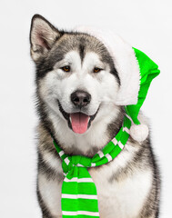 dog in green hat and blue scarf