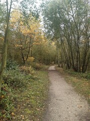 Fototapeta na wymiar Herbst im Wald