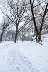 Obraz premium New York City - USA - Dec 17 2020: Winter Morning Snow Storm Hits Central Park New York City