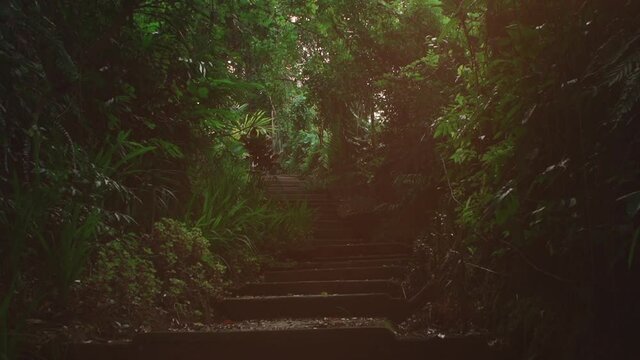 ancient stone steps in jungle in indonesia backround