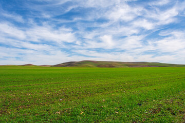 Green field and blue sky with light clouds. Agricultural landscape.Wide photo. green field blue sky. green background
