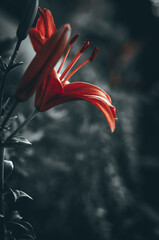 the flag of the world