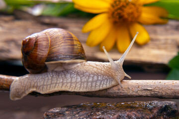 grape snail is actively crawling in nature. mollusc and invertebrate. delicacy meat and gourmet food