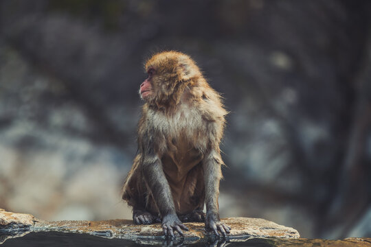 Fluffy snow monkey with brown fur sitting on stone near pond in Jigokudani Monkey Park in Yamanouchi and looking away