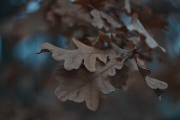 autumn leaves on a tree