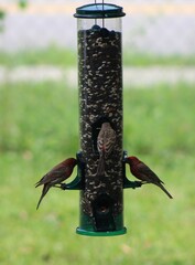 wild birds on feeder