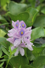 pretty flowers in bloom