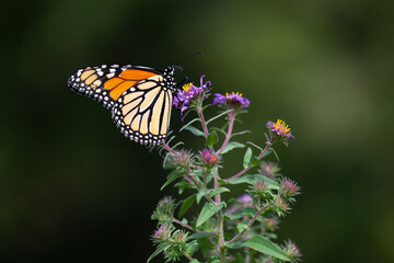 Monarch butterfly