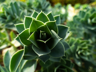 Close up shot of succulent green tropical plant leaves. Myrtle spurge spirals of bluish-green...