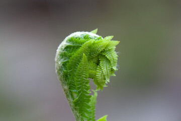 Fern