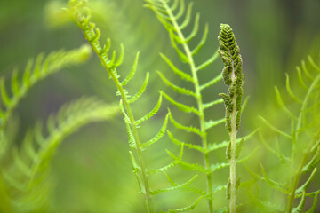 Fern
