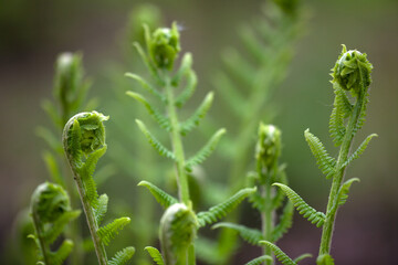 Fern
