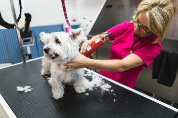 From above of crop female groomer in eyeglasses and uniform using trimmer during procedure with fluffy dog on grooming table