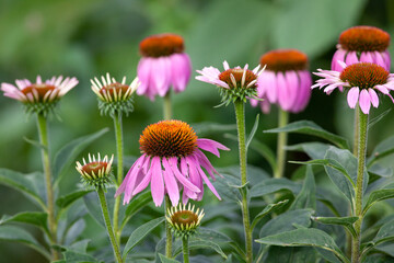 Fototapeta premium Flowers