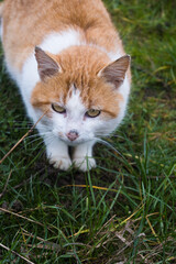 Yellow farm cat in its natural environment.