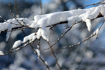 branches of trees covered with snow in winter closeup