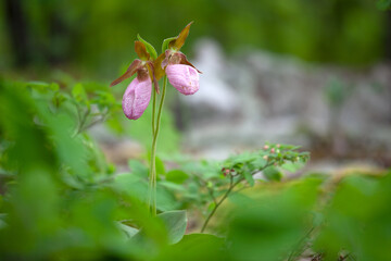 Fototapeta na wymiar pink lady's slipper flower