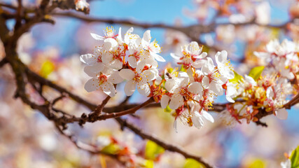 Flowering tree in sunny weather in bright saturated colors