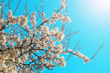 Spring background with abundant flowering trees on a background of blue sky in sunny weather