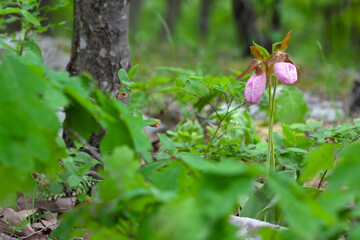 pink lady's slipper flower