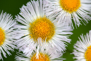 Fototapeta premium Flowers