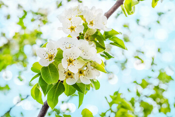 Flowering tree. Plum flowers close up on a gentle light blue background