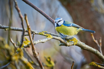 Eurasian blue tit bird ( Cyanistes caeruleus ) sitting on a branch	in winter season