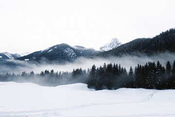 Cold winter scenery of mountain valley with dark coniferous woods and snowy hills during blizzard