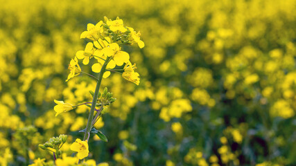 Rapeseed flowers in the field close up