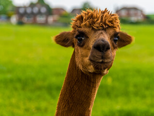 Obraz premium A cute brown Alpaca in Charnwood Forest, UK on a spring day, shot with face focus and blurred background