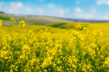 Obraz premium Spring view with yellow rapeseed flowers in the field