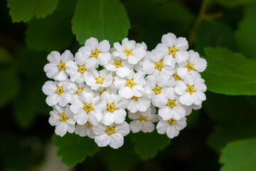 Bush with white flowers close up, spring background