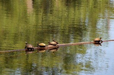 turtles sitting on a log
