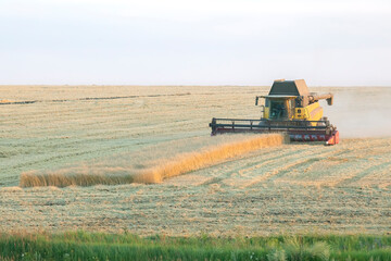 The harvester is harvesting wheat in the field. grain preparation. agronomy and agriculture.