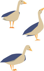 Geese on white background