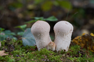 Edible mushroom Lycoperdon perlatum in the birch forest. Known as common puffball. Wild mushrooms growing in the moss.