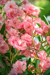 Fototapeta na wymiar bush of bright pink azalea flowers, from flowering plants.